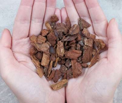 樹皮介質發霉原因