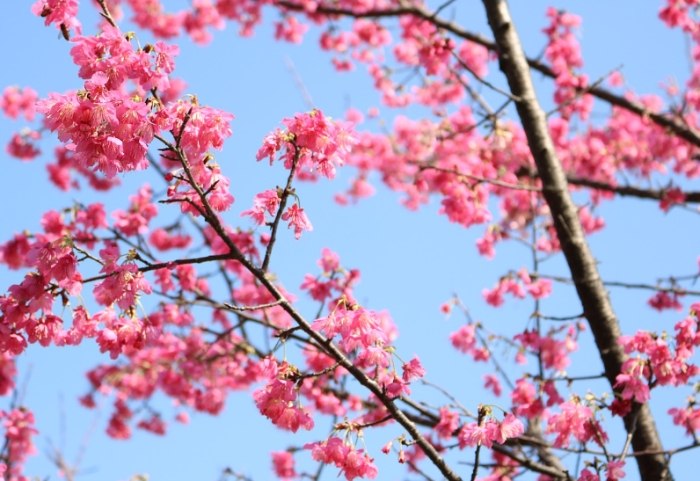 櫻花種植方法