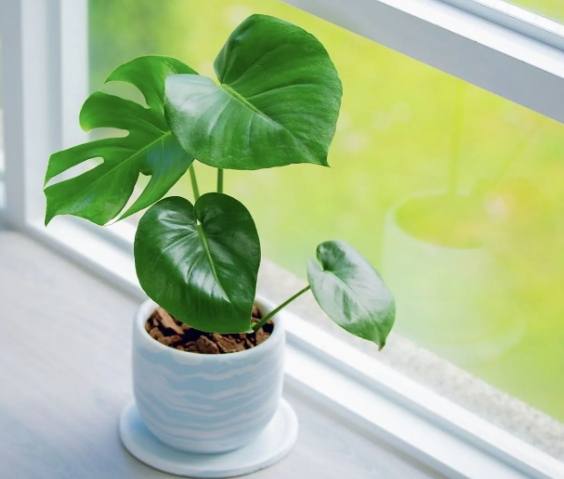 龜背芋葉子發霉