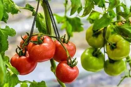 番茄肥料推薦