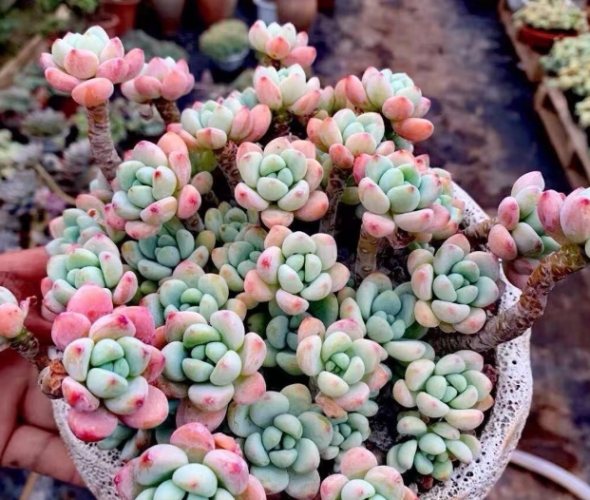 多肉植物葉片軟化