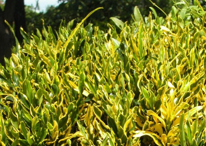 金鑽綠公主植物照顧