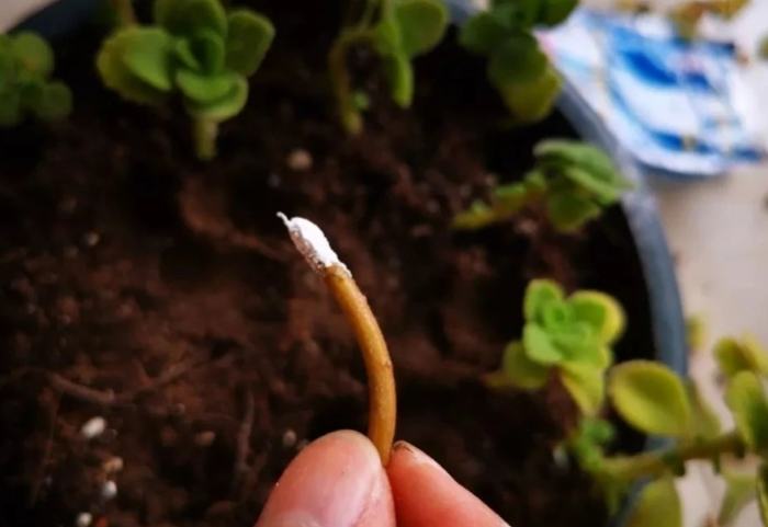 自製生根粉 自製生根粉