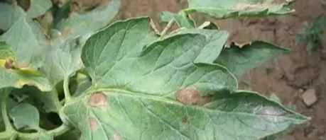 番茄早疫病治療