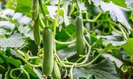 變黃小黃瓜安全