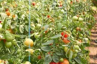 番茄施肥技巧
