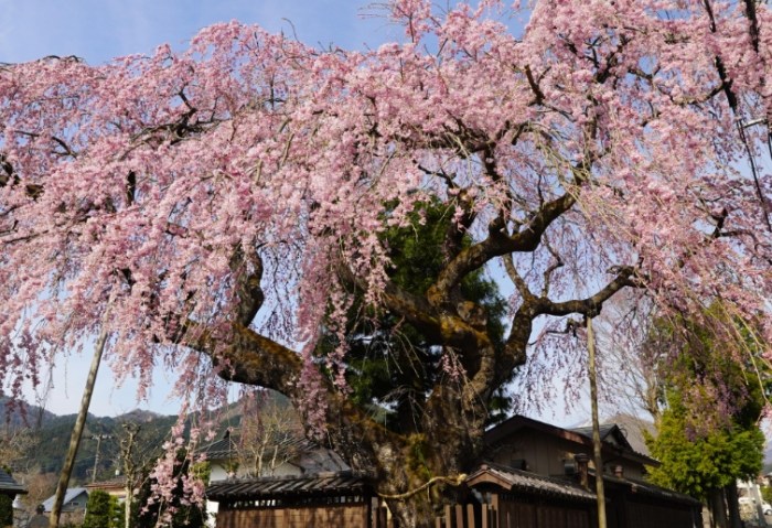 長日照植物照顧 長日照植物照顧