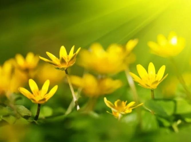 低光照花卉 低光照花卉