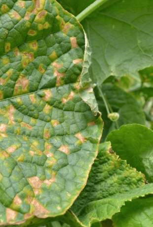 黃瓜葉子黃斑原因