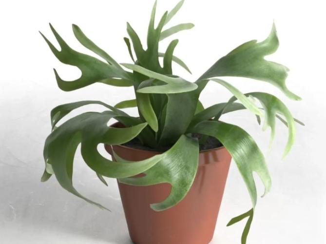 植物換板技巧 植物換板技巧