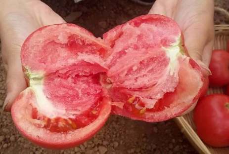 番茄空心果原因