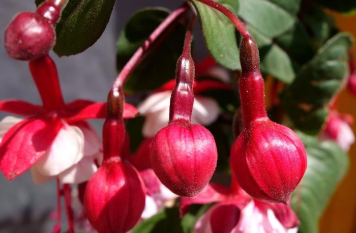 長日照植物照顧 長日照植物照顧