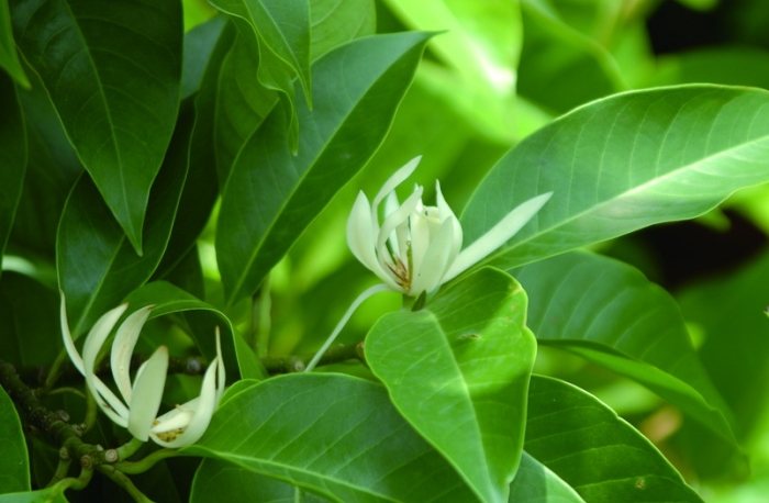 玉蘭樹開花條件