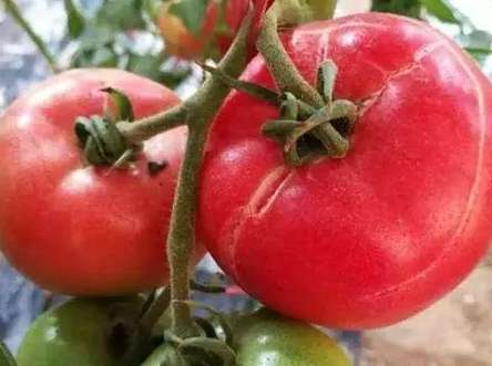 番茄空心果防治