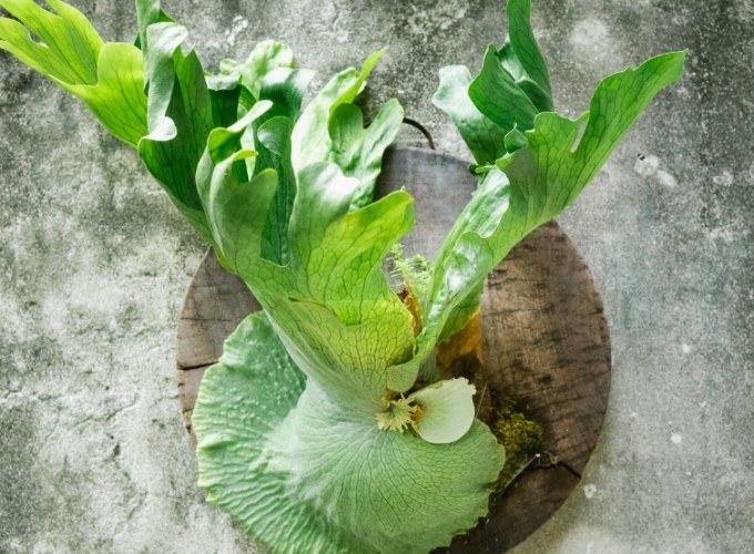 植物換板技巧 植物換板技巧