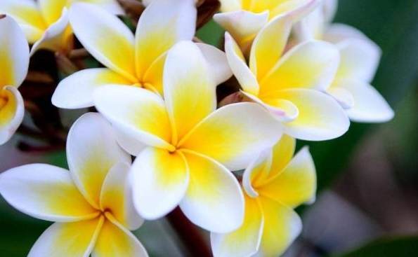 雞蛋花斷掉原因