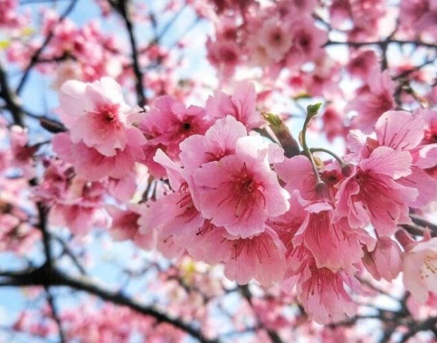 櫻花生長周期 櫻花生長周期