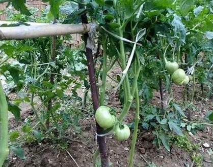 番茄種植肥料