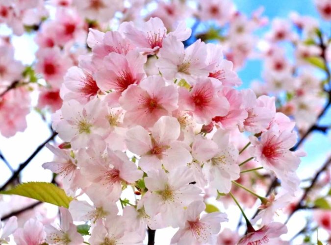 櫻花生長周期 櫻花生長周期