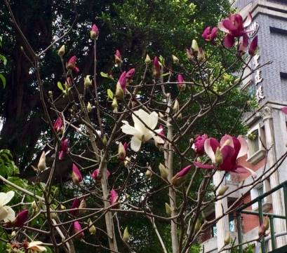 玉蘭樹開花條件