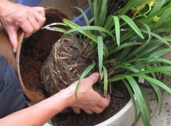 防止靚土發霉 防止靚土發霉