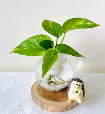 土耕改水耕方法