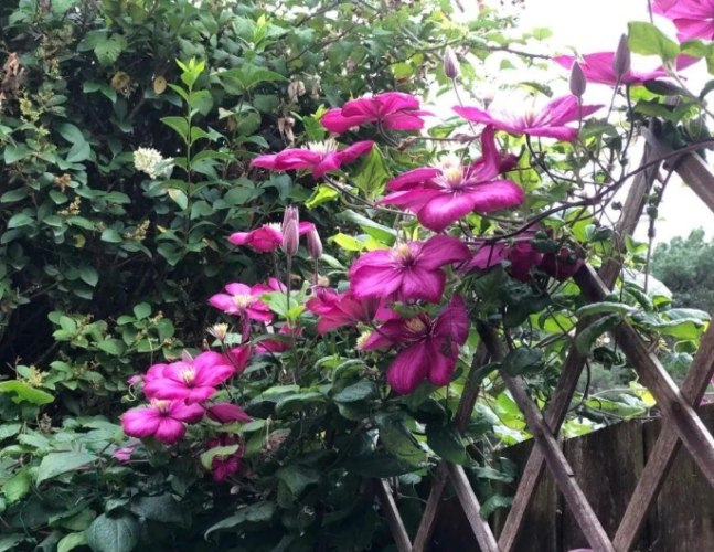 低光照花卉 低光照花卉