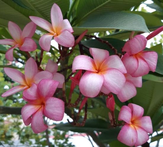 雞蛋花中毒處理