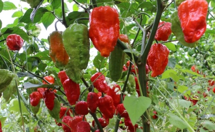 辣椒種植開花技巧