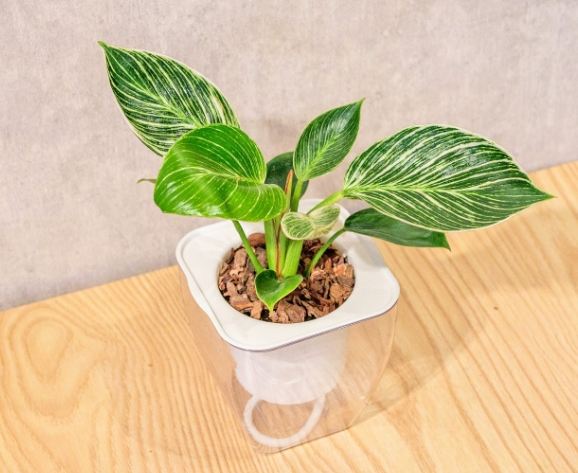 蔓綠絨繁殖方法 蔓綠絨繁殖方法