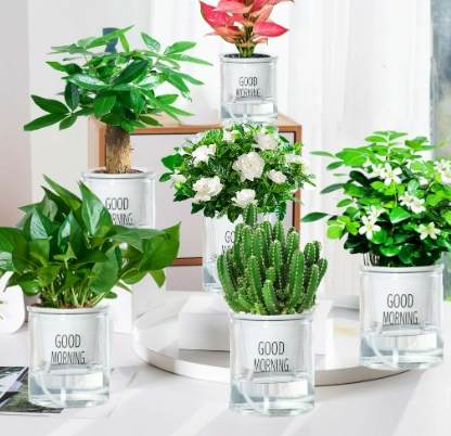 室內植物水耕 室內植物水耕