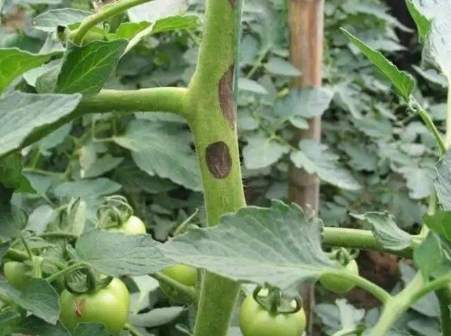 番茄黑骨病症狀