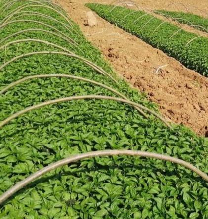 辣椒種子發芽條件