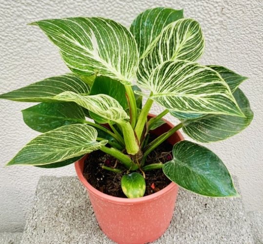 植物分株技巧 植物分株技巧