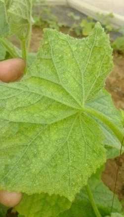 小黃瓜葉子變黃處理