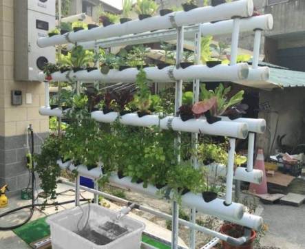 陽台水耕蔬菜種植