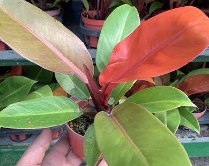 彩虹蔓綠絨種植指南