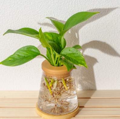 黃金葛照顧方法