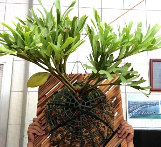 鹿角蕨分株方法 鹿角蕨分株方法