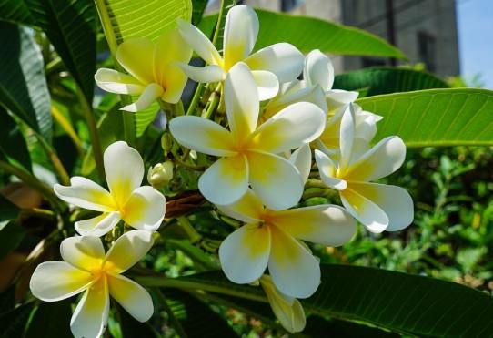 雞蛋花種植禁忌