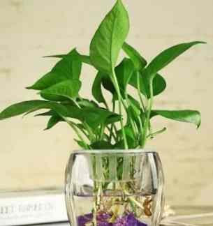 室內植物根修剪