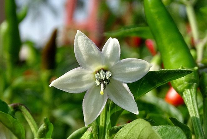 辣椒開花授粉