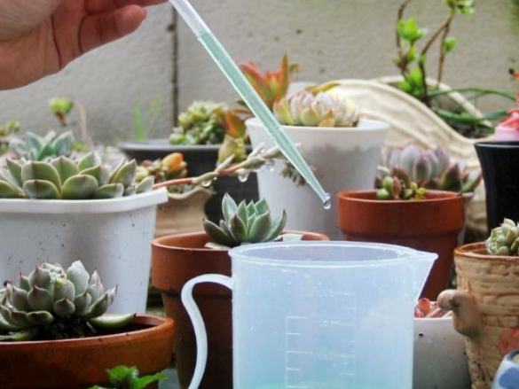 多肉澆水方法
