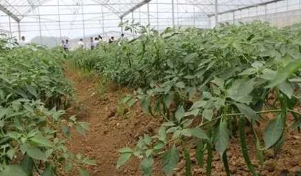 辣椒育苗方法