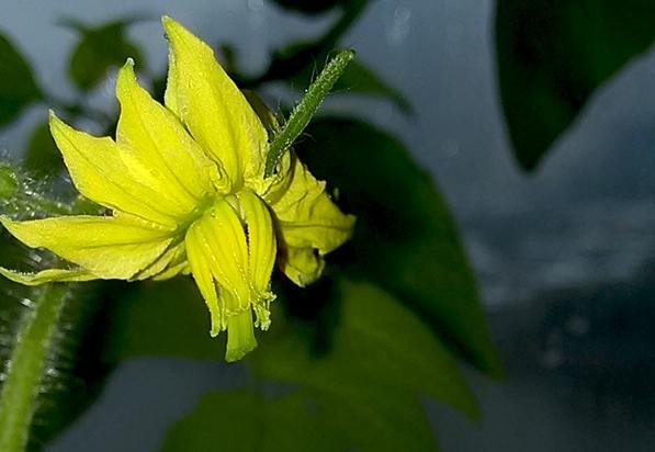 台灣黑柿番茄栽培