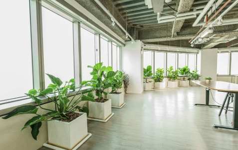 低光照室內植物 低光照室內植物