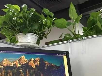 辦公室植物養護 辦公室植物養護