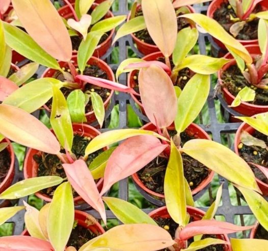 帝王蔓綠絨養護方法