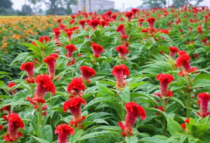 火焰雞冠花 養護