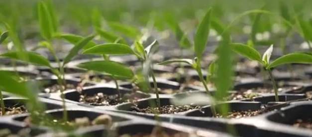 辣椒育苗時間